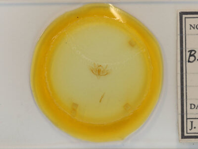 slide view of adult Baileya ophthalmica