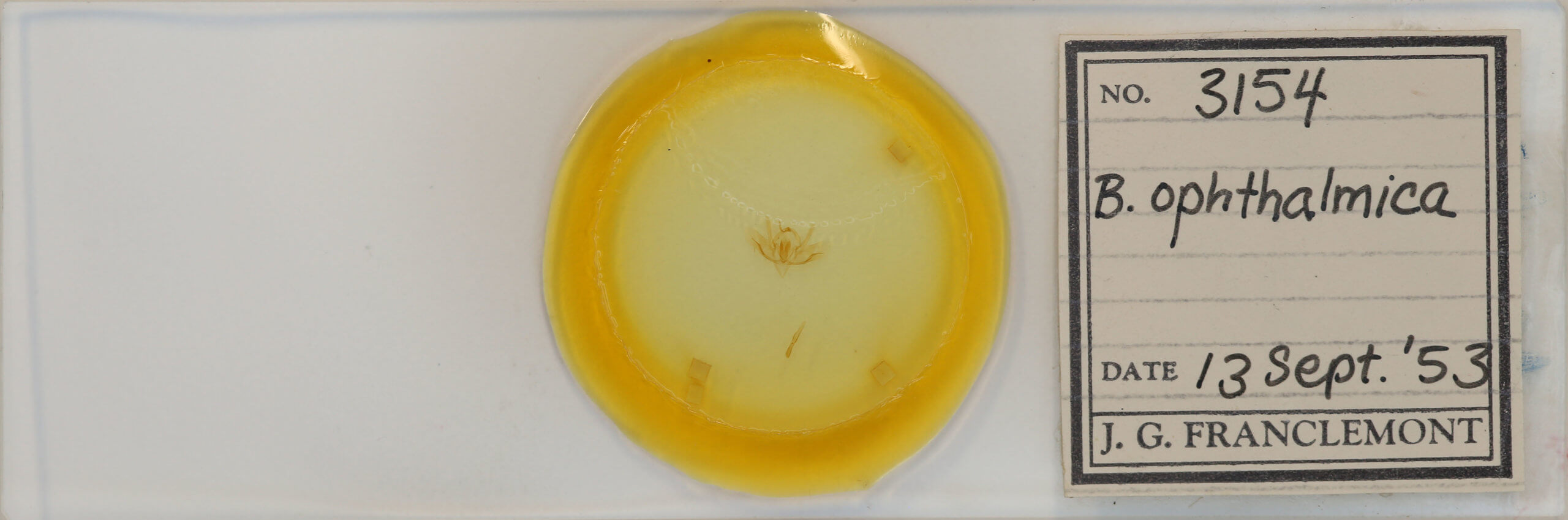 slide view of adult Baileya ophthalmica