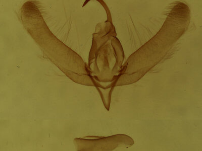 genitalia view of adult Balsa malana