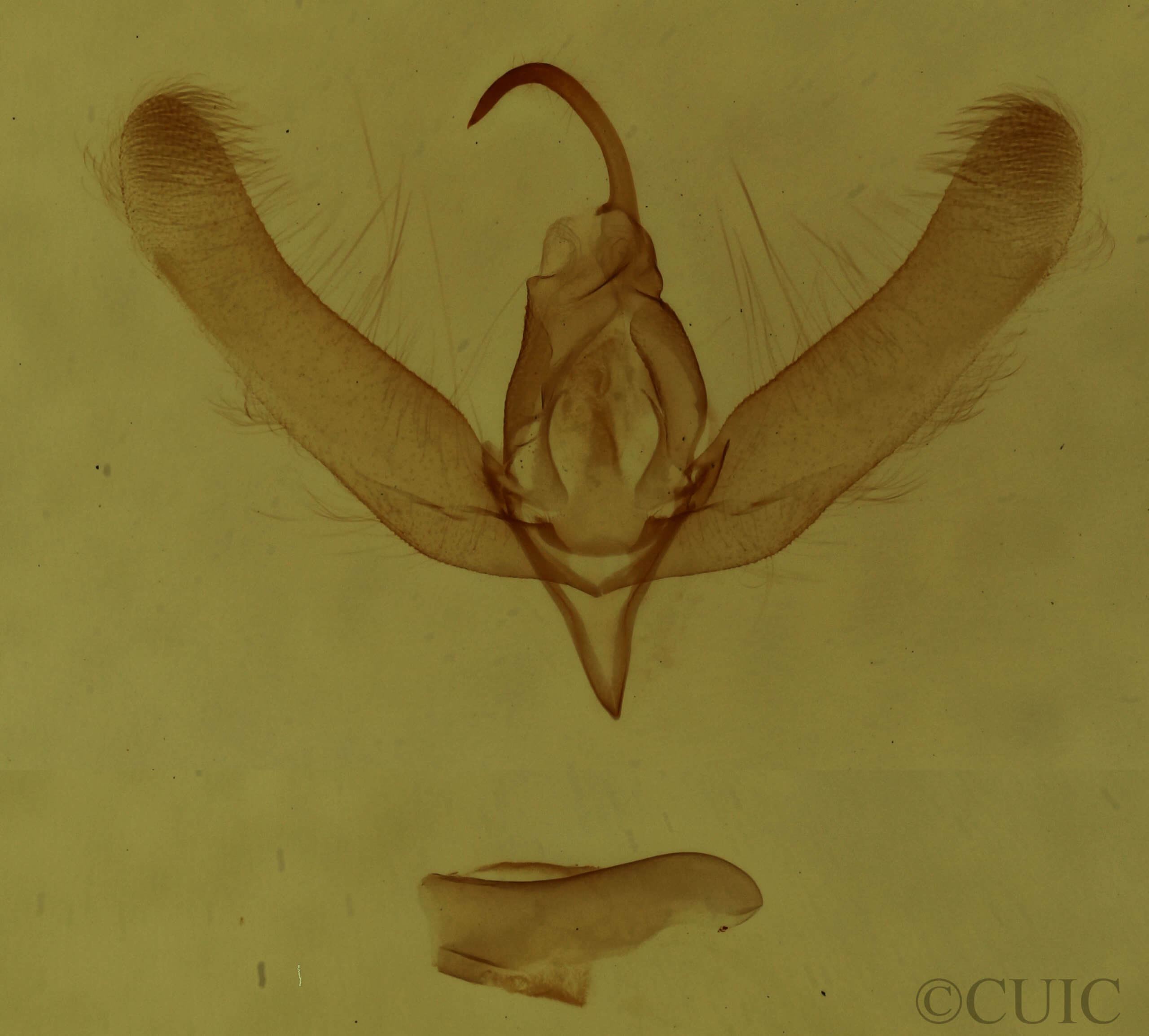genitalia view of adult Balsa malana