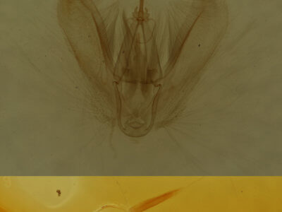 genitalia view of adult Lomographa vestaliata