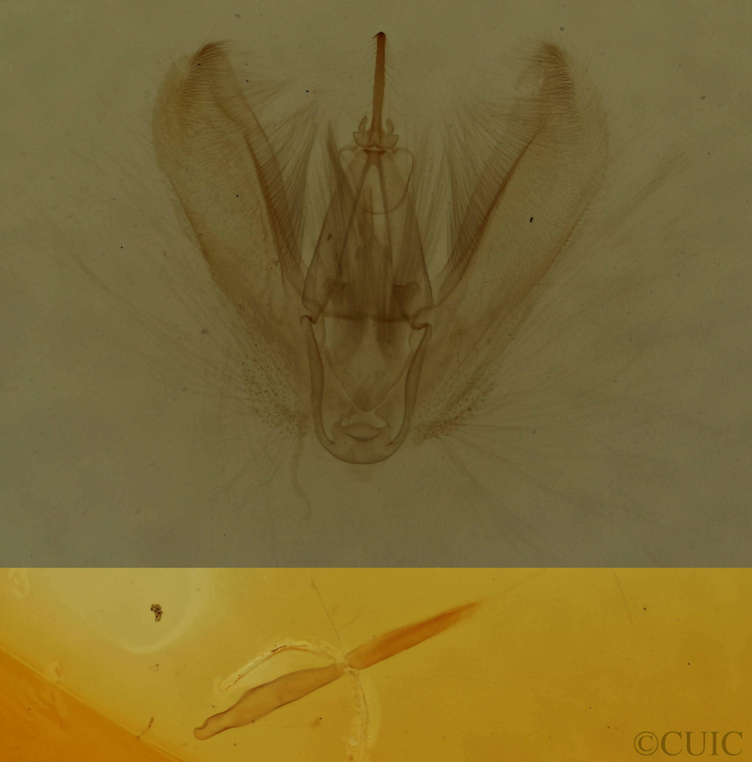 genitalia view of adult Lomographa vestaliata