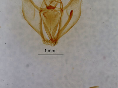 genitalia view of adult Besma quercivoraria