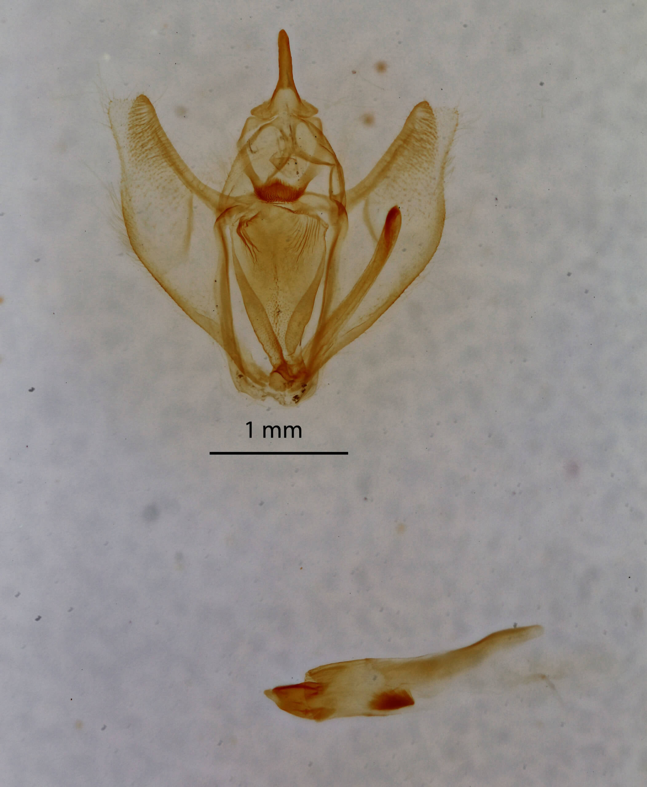 genitalia view of adult Besma quercivoraria