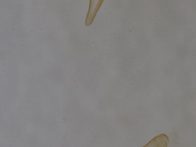 genitalia view of adult Bleptina inferior