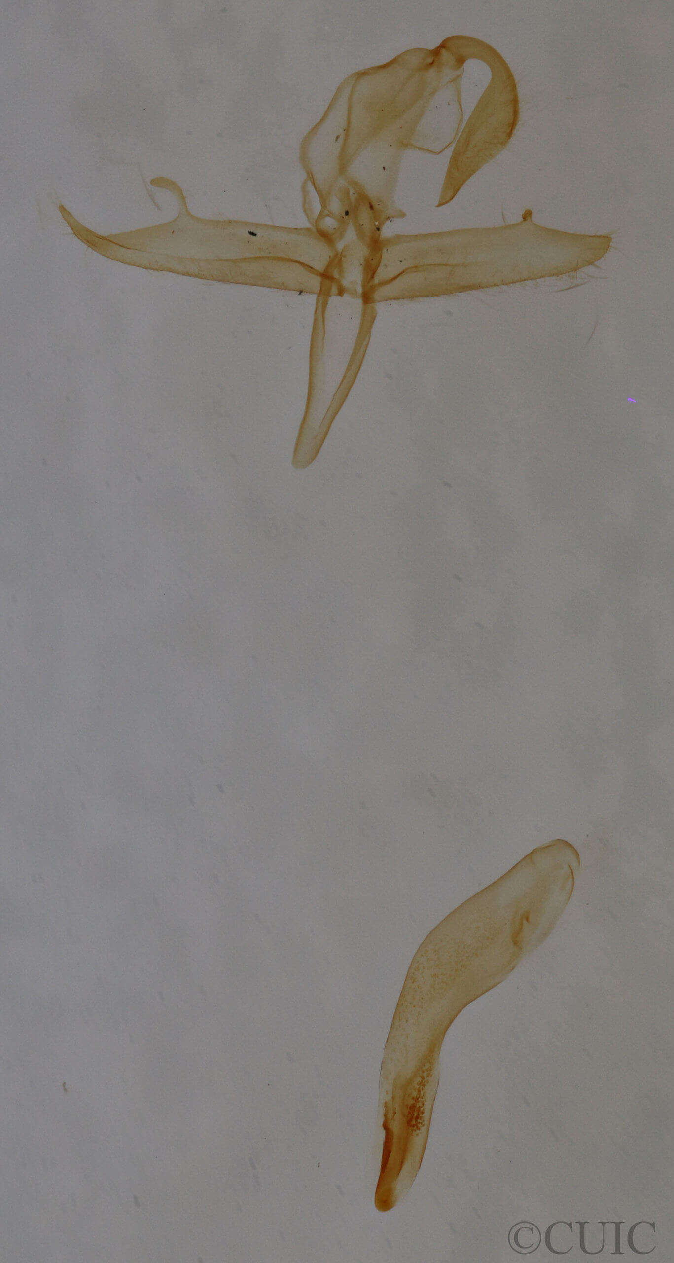 genitalia view of adult Bleptina inferior