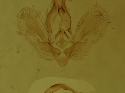 genitalia view of adult Hypena baltimoralis