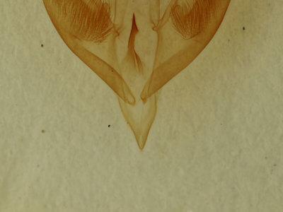 genitalia view of adult Caenurgia chloropha