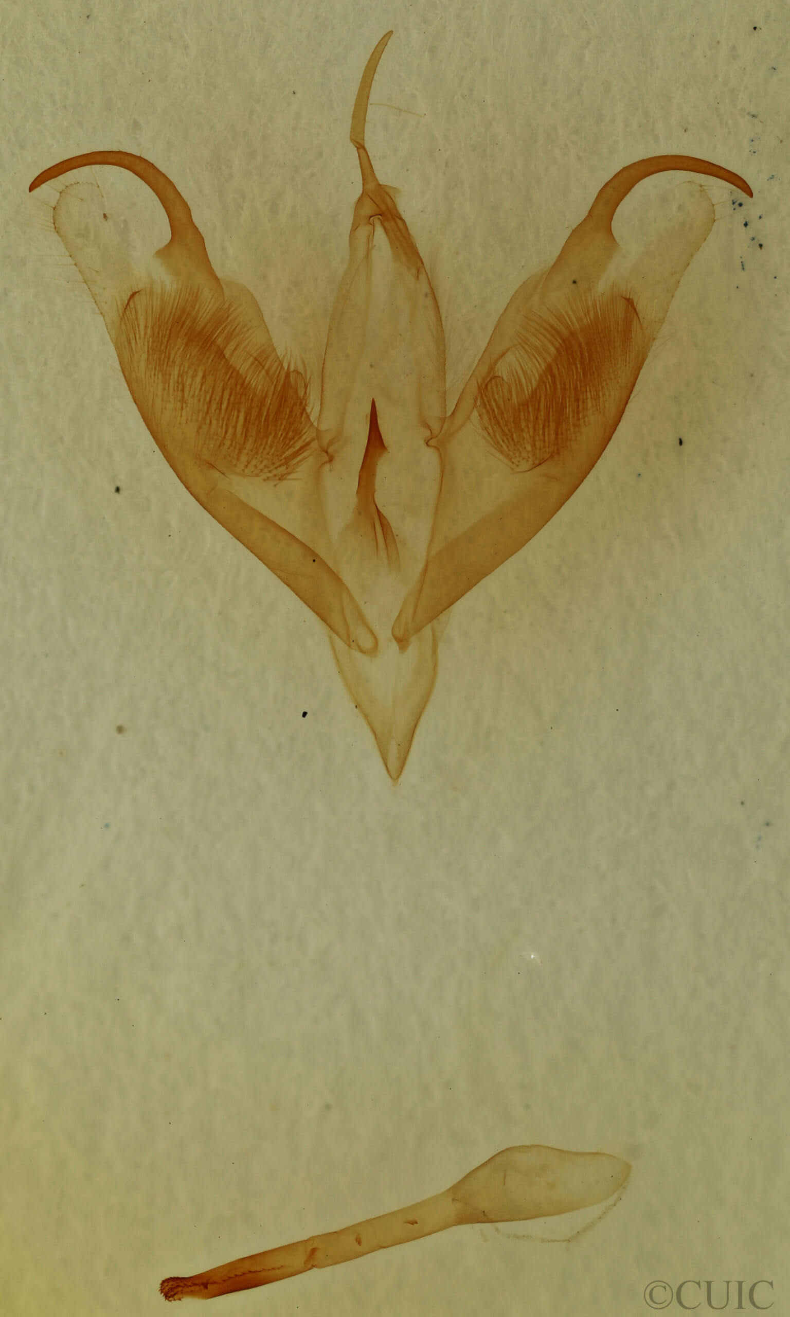 genitalia view of adult Caenurgia chloropha