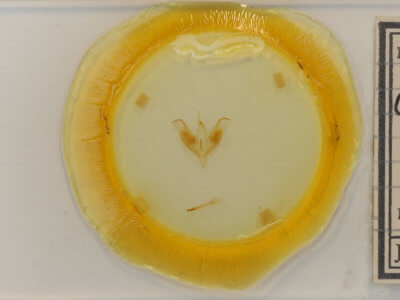 slide view of adult Caenurgia chloropha