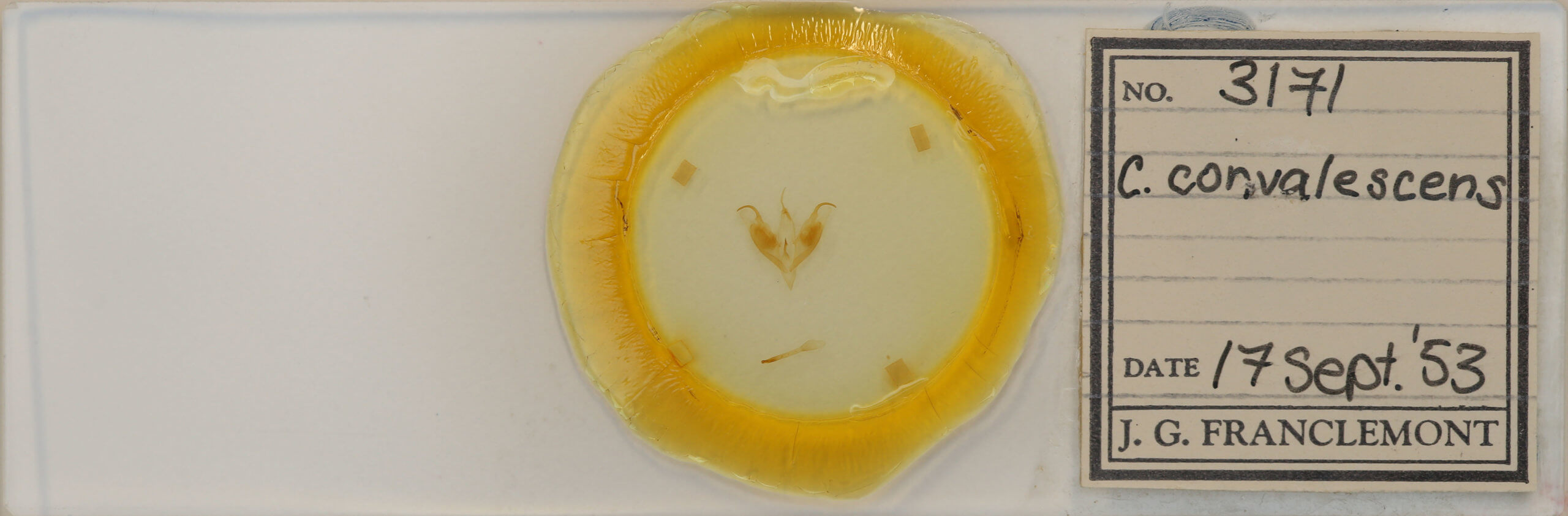 slide view of adult Caenurgia chloropha