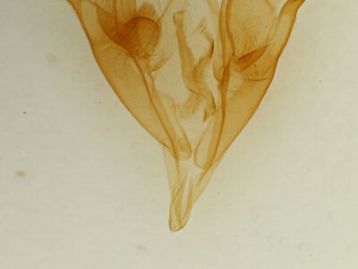 genitalia view of adult Caenurgina erechtea