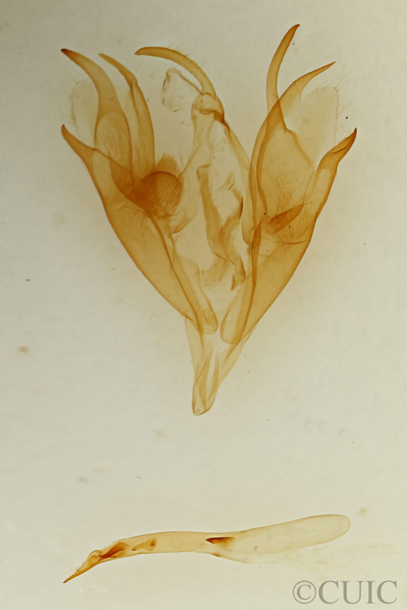 genitalia view of adult Caenurgina erechtea