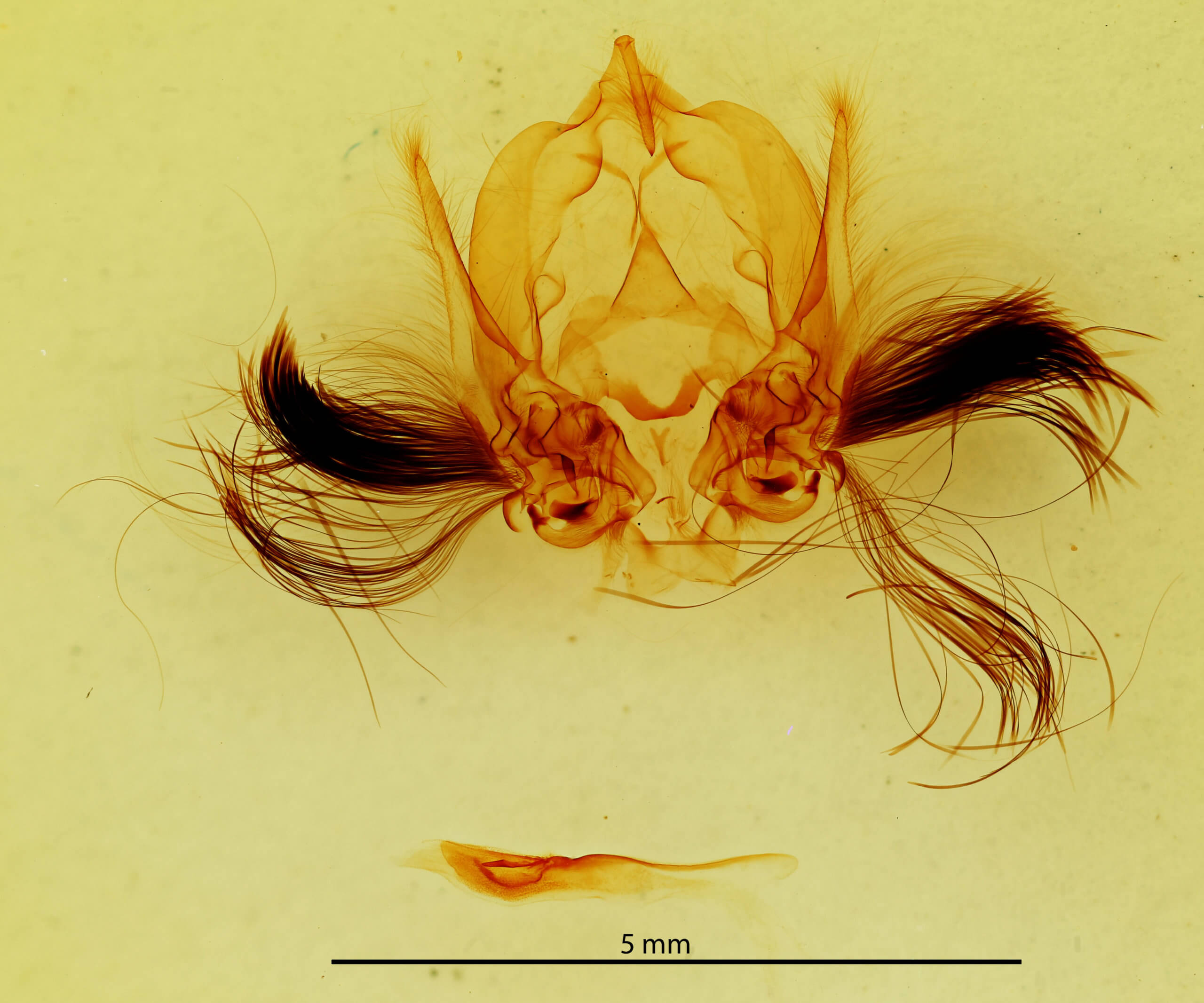 genitalia view of adult Callopistria floridensis