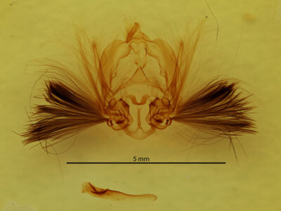 genitalia view of adult Callopistria floridensis