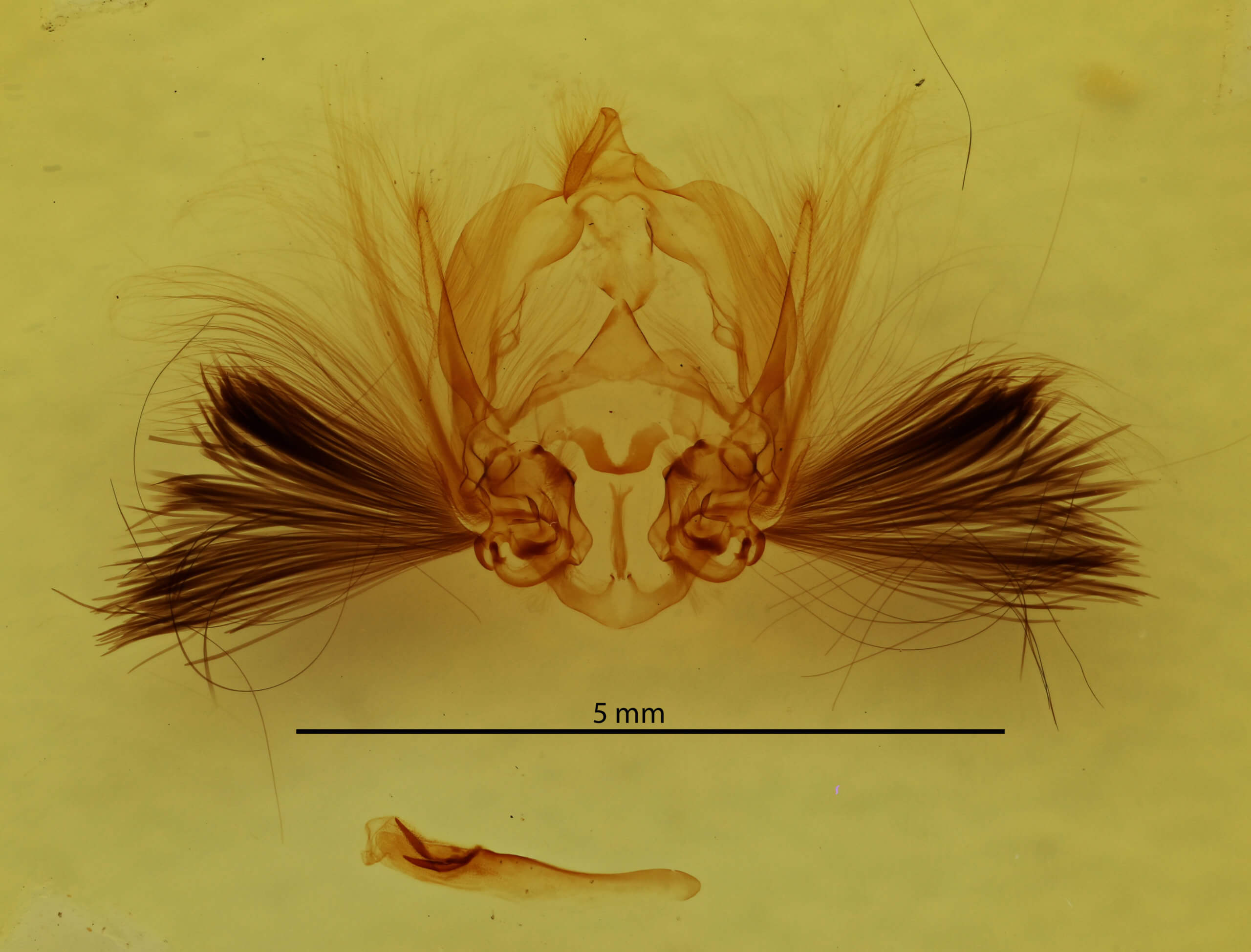genitalia view of adult Callopistria floridensis