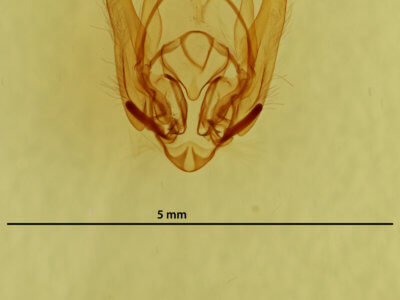 genitalia view of adult Callopistria granitosa