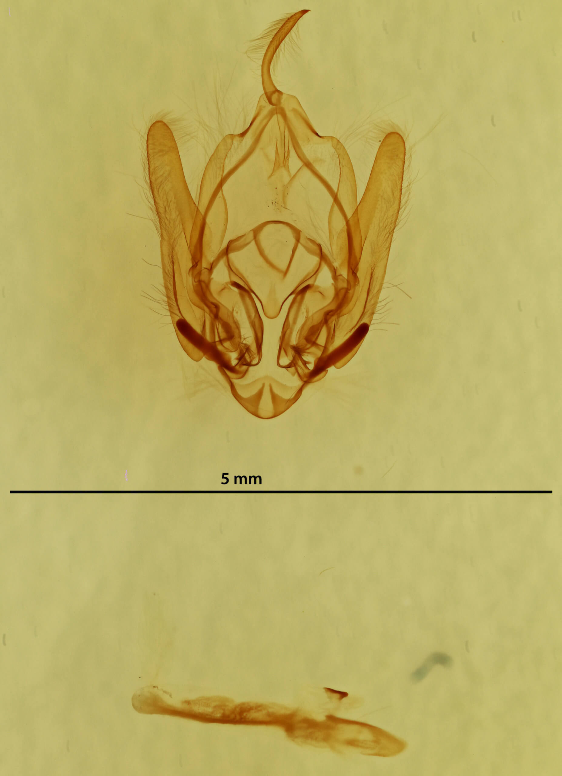 genitalia view of adult Callopistria granitosa