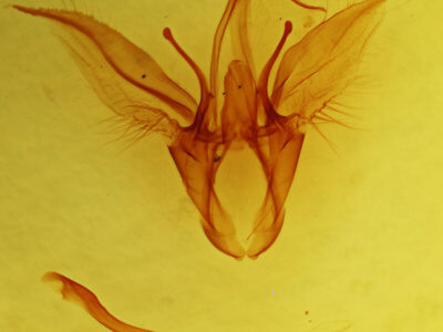 genitalia view of adult Catocala amica