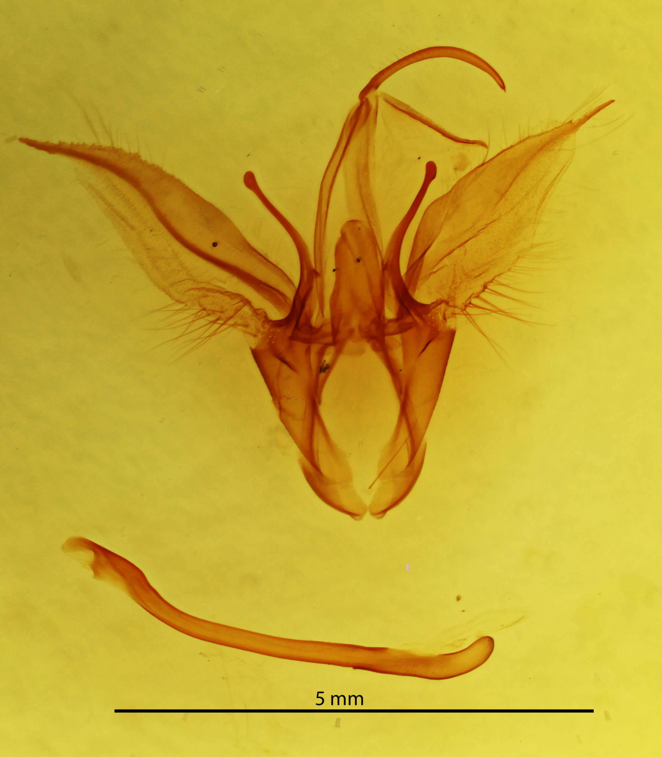 genitalia view of adult Catocala amica