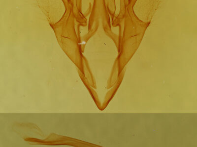 genitalia view of adult Catocala gracilis