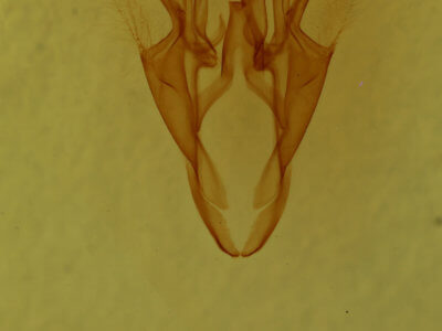 genitalia view of adult Catocala gracilis