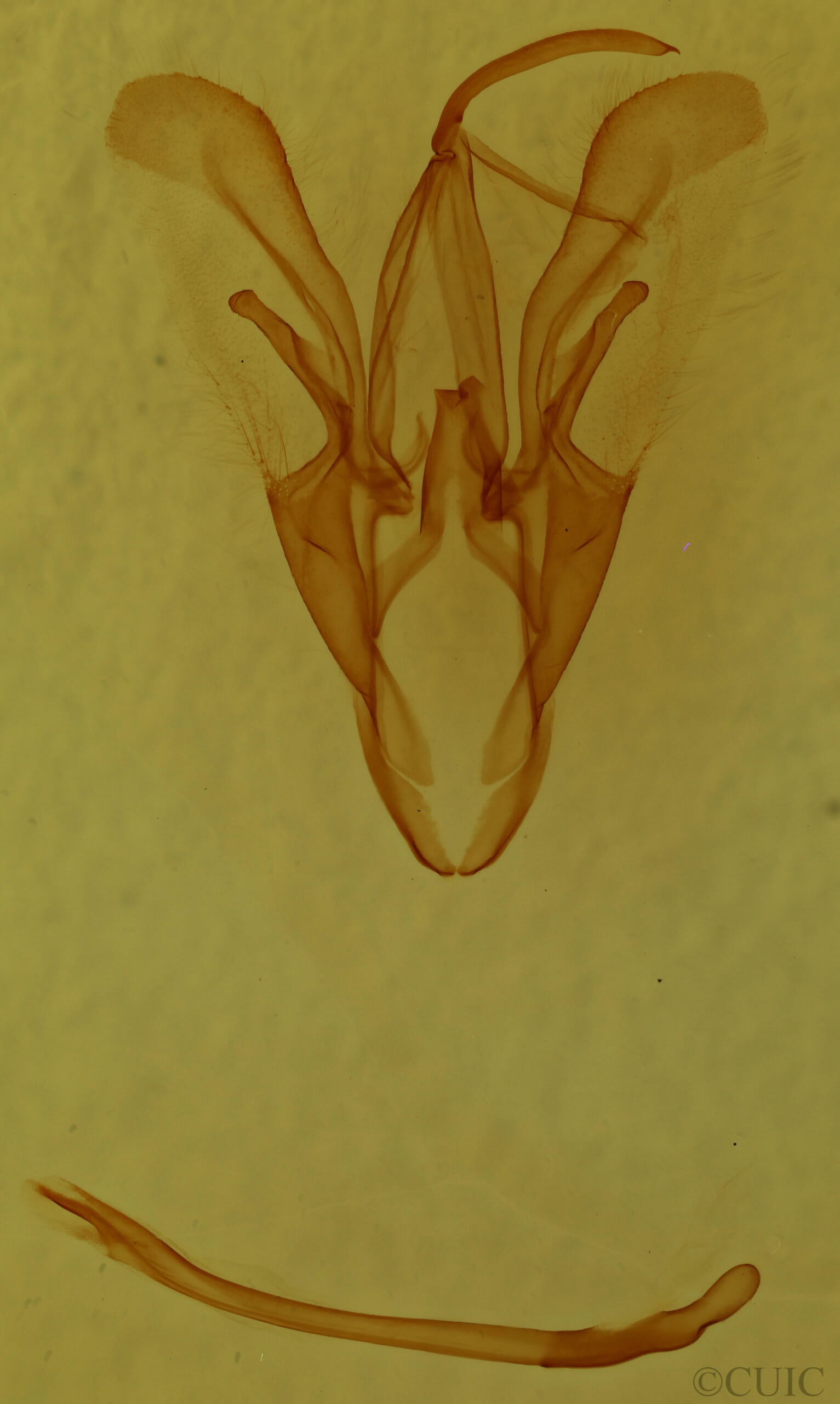 genitalia view of adult Catocala gracilis