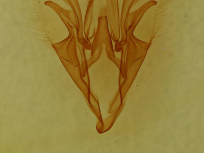 genitalia view of adult Catocala gracilis