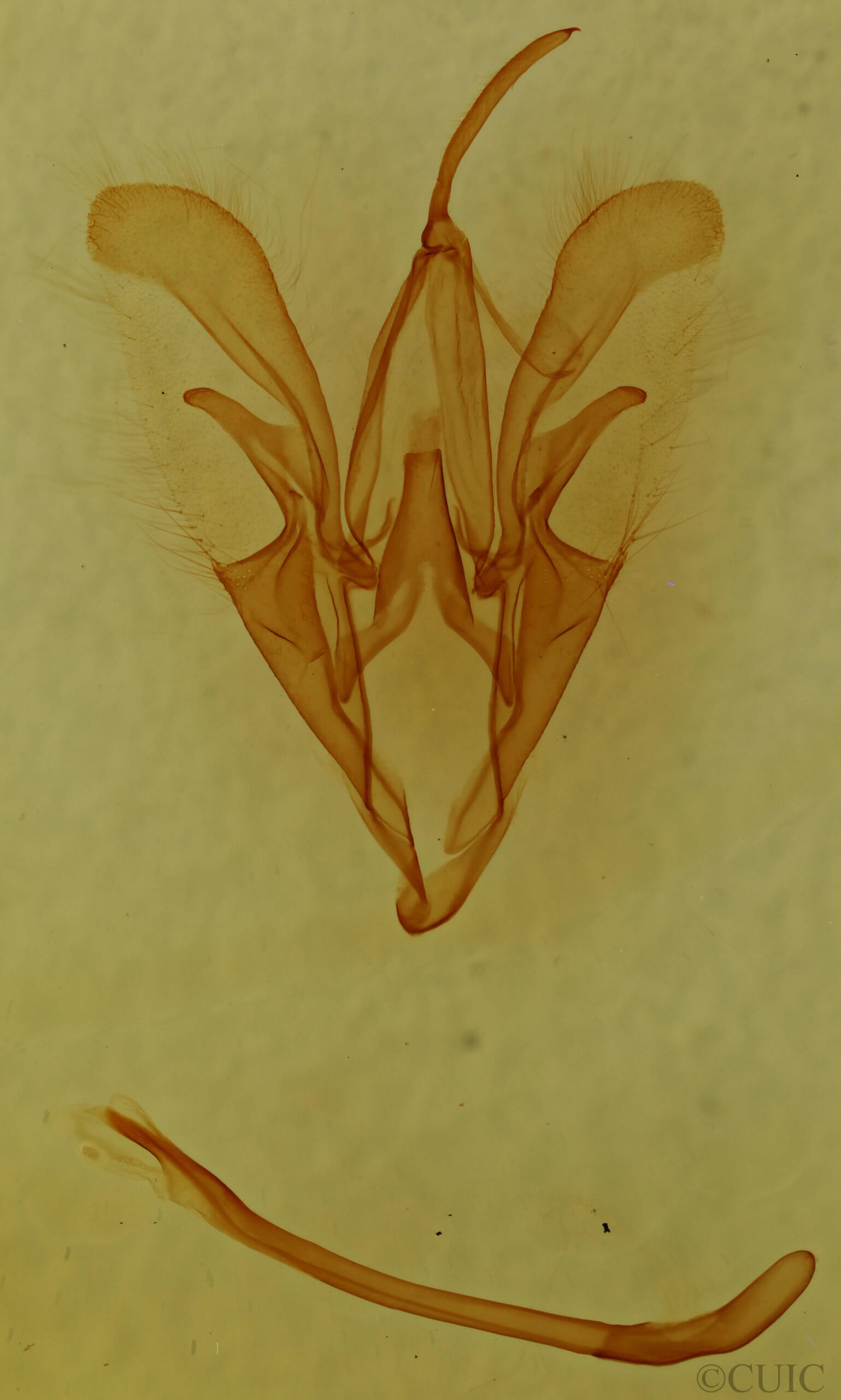 genitalia view of adult Catocala gracilis