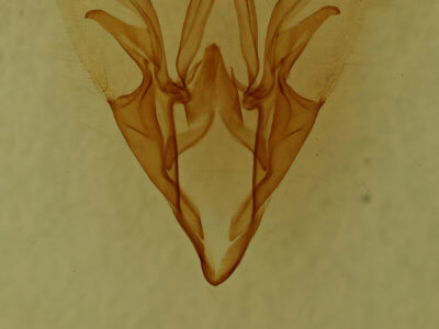 genitalia view of adult Catocala gracilis