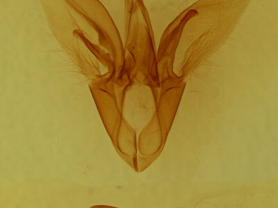 genitalia view of adult Catocala micronympha