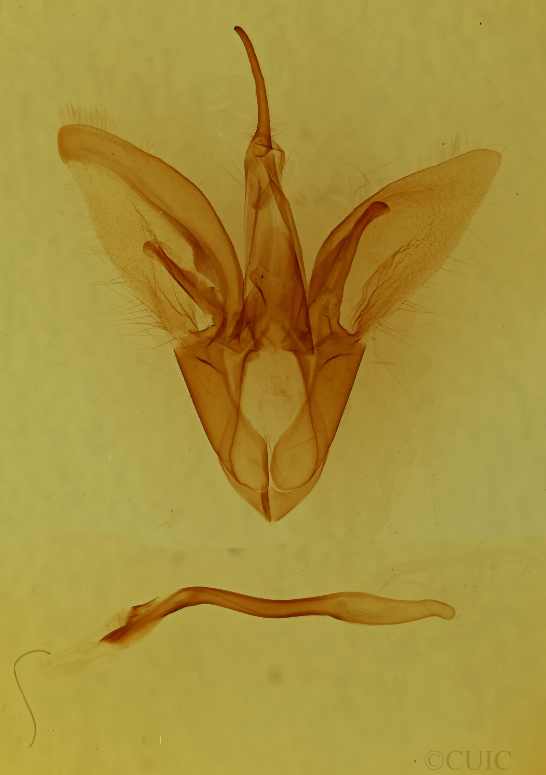 genitalia view of adult Catocala micronympha