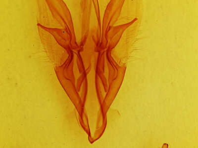 genitalia view of adult Catocala muliercula