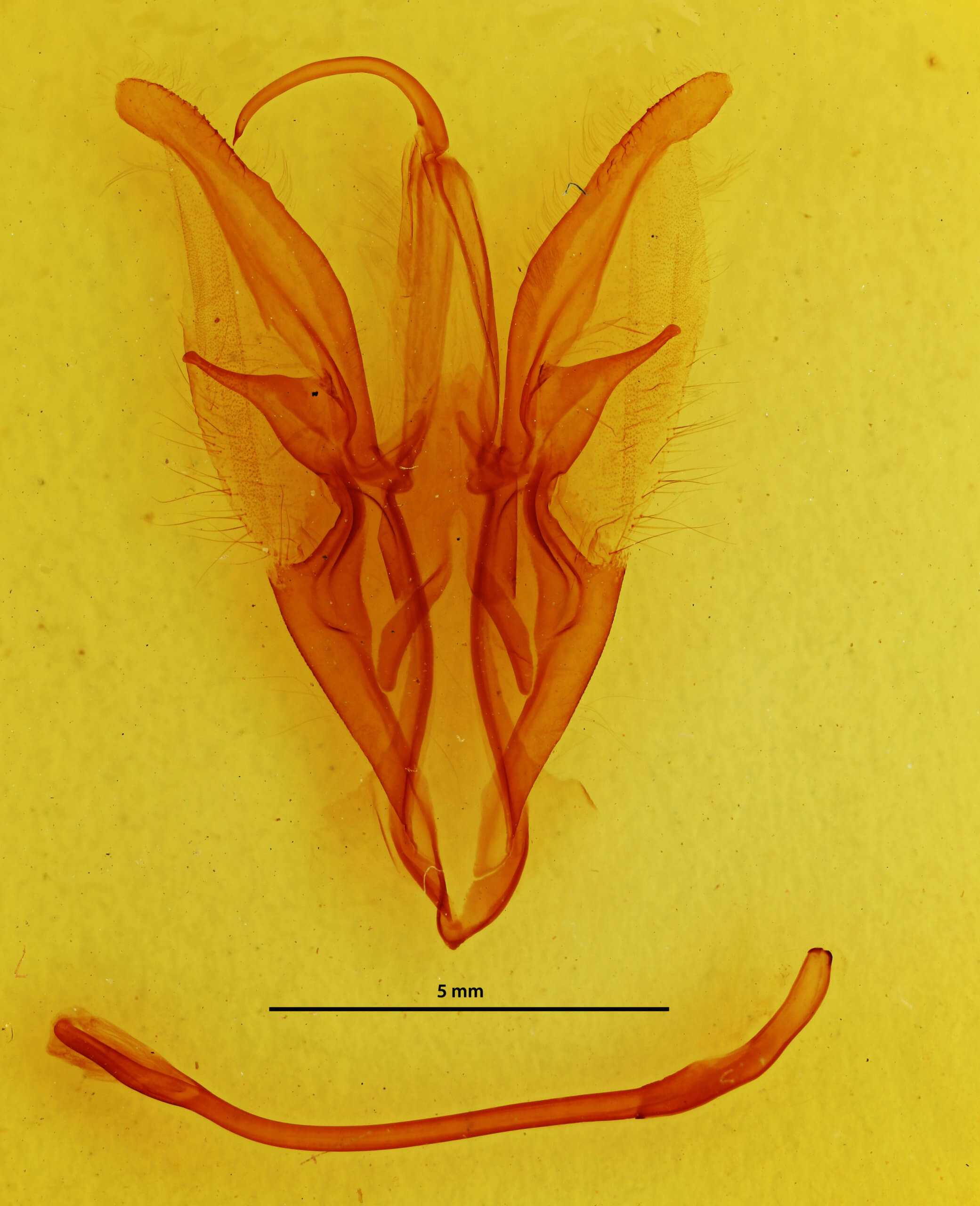 genitalia view of adult Catocala muliercula