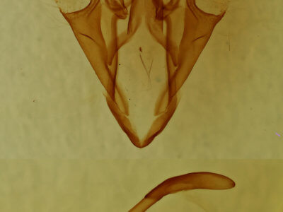 genitalia view of adult Catocala sordida
