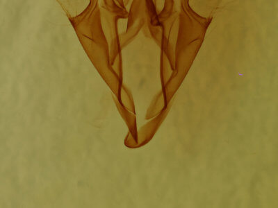 genitalia view of adult Catocala sordida
