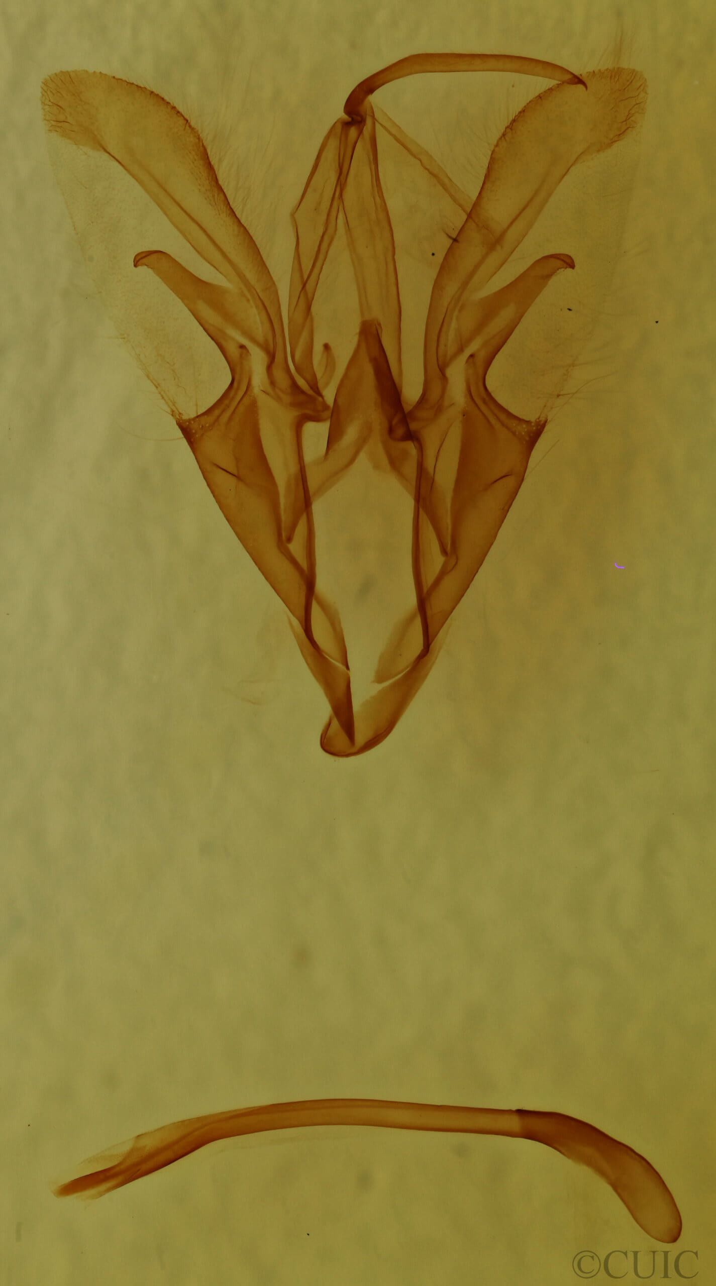 genitalia view of adult Catocala sordida