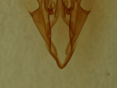 genitalia view of adult Catocala sordida