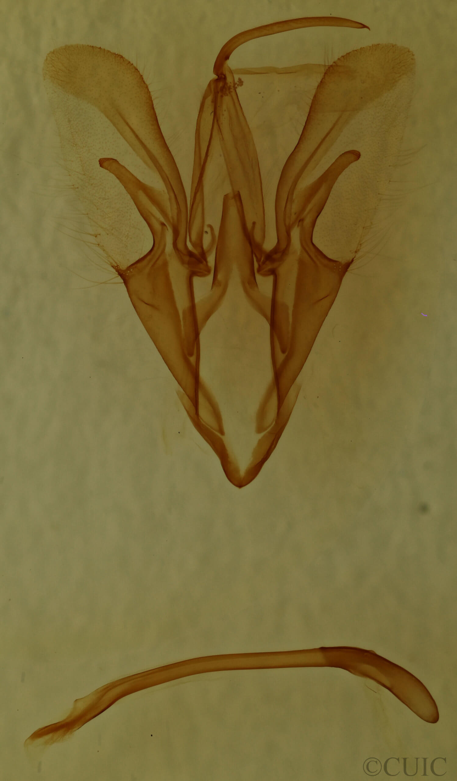 genitalia view of adult Catocala sordida