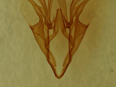 genitalia view of adult Catocala sordida