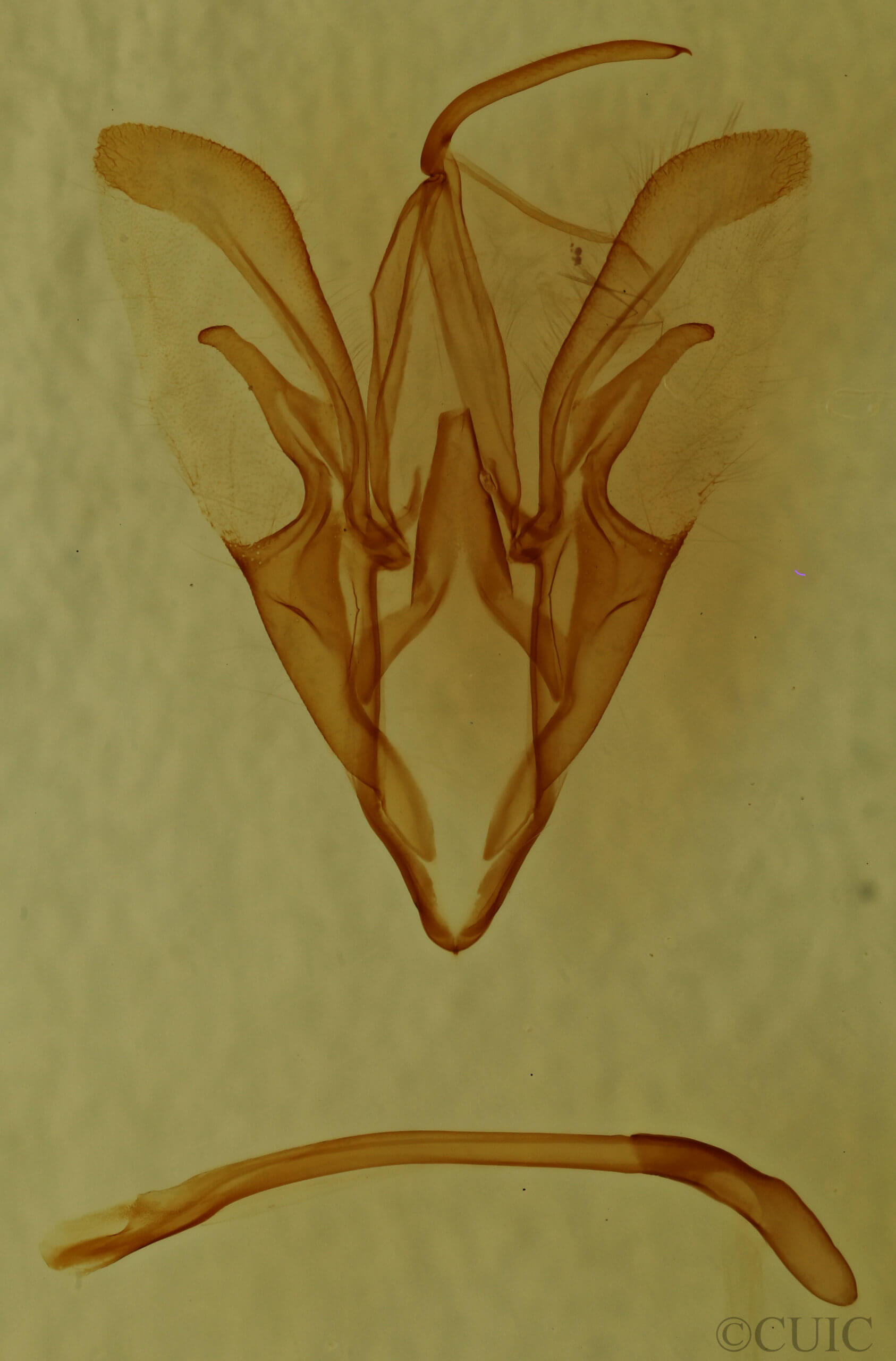 genitalia view of adult Catocala sordida