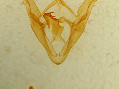 genitalia view of adult Celiptera frustulum