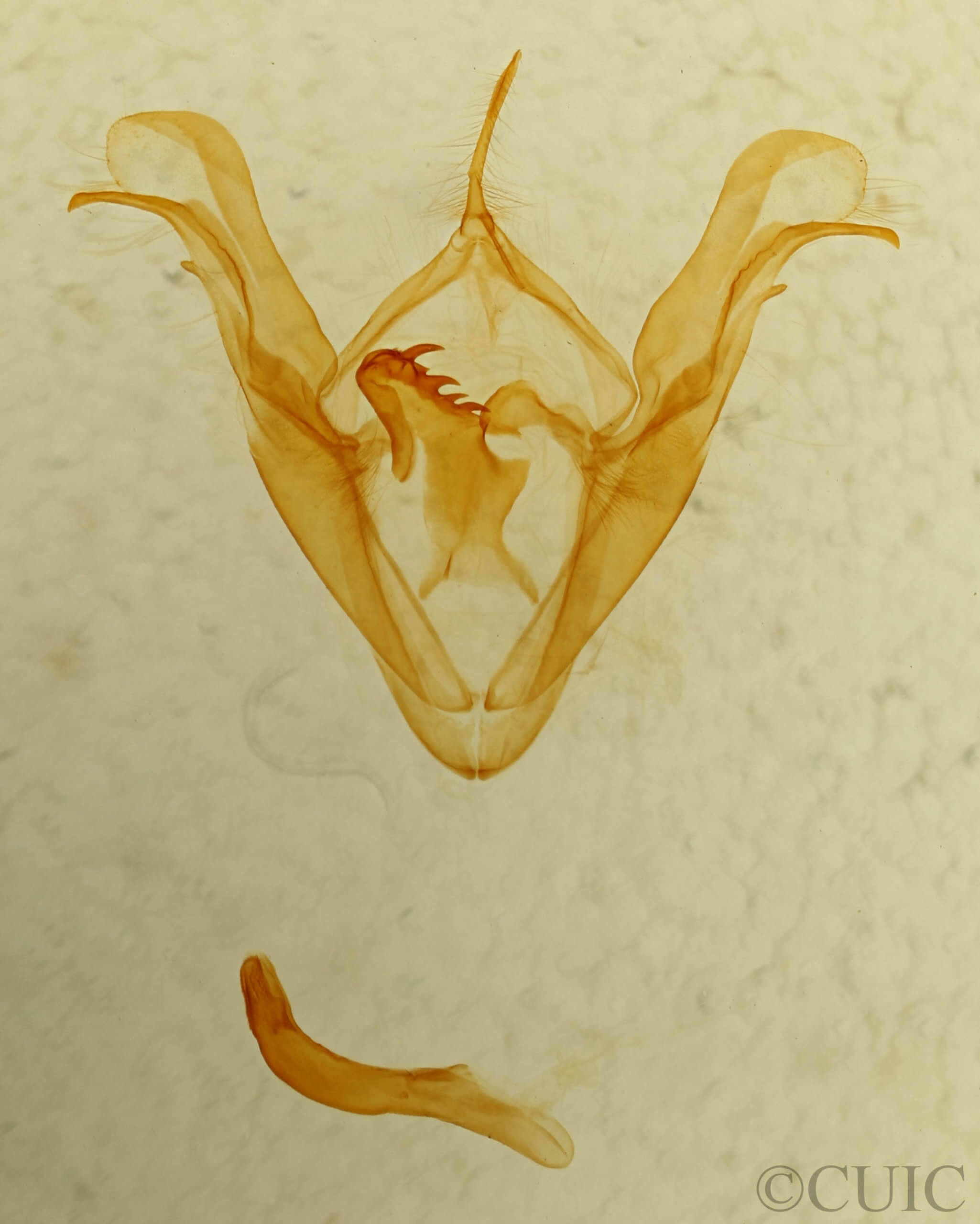 genitalia view of adult Celiptera frustulum
