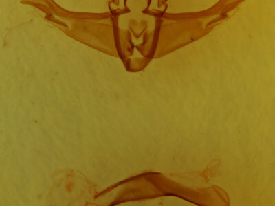 genitalia view of adult Cerastis rubricosa
