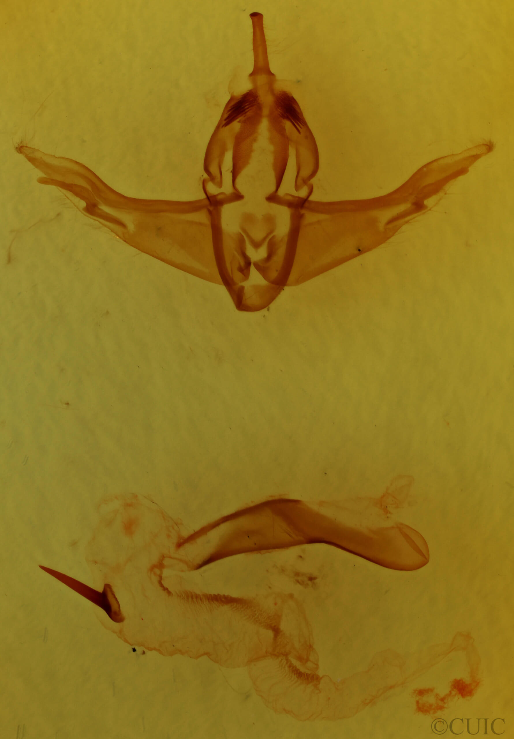 genitalia view of adult Cerastis rubricosa