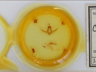 slide view of adult Cerastis rubricosa