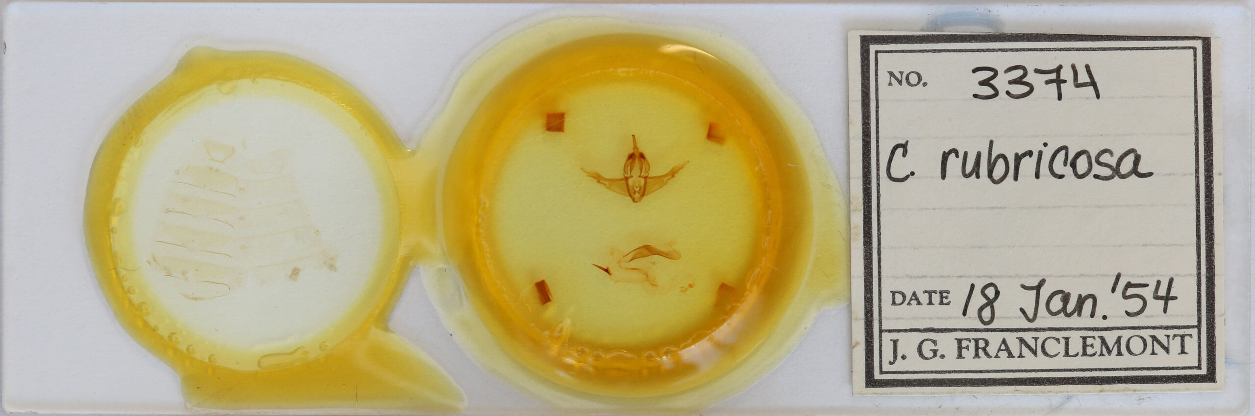 slide view of adult Cerastis rubricosa