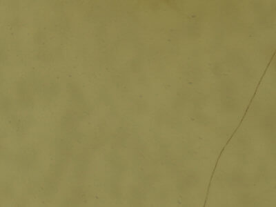 genitalia view of adult Chlorochlamys chloroleucaria