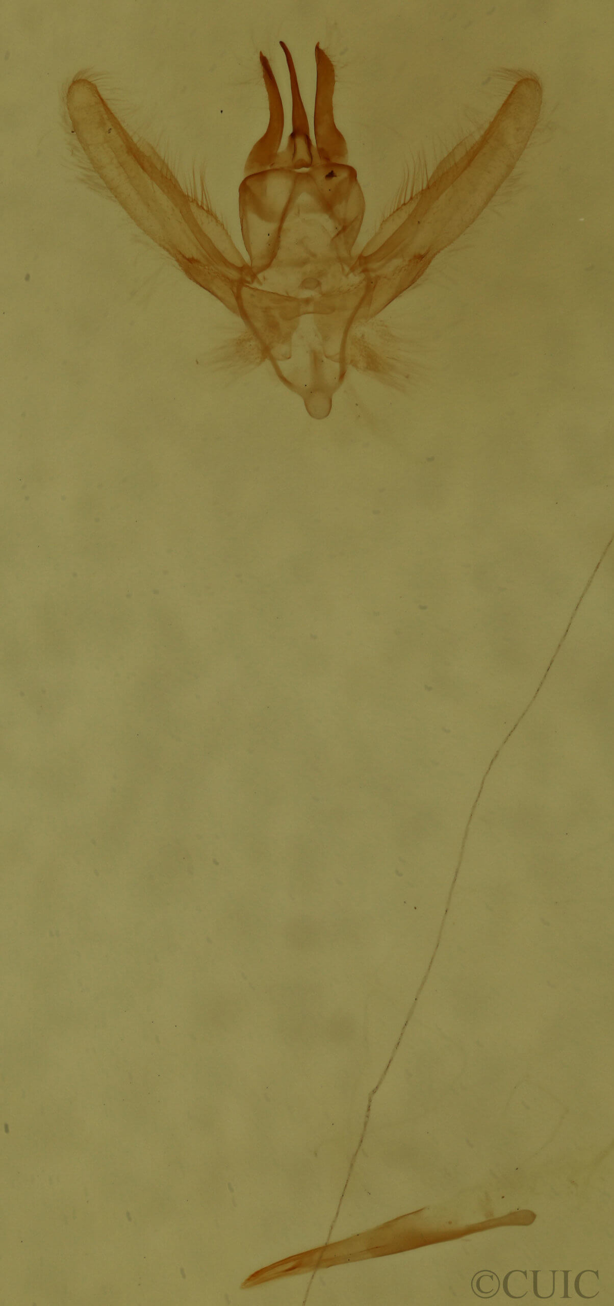 genitalia view of adult Chlorochlamys chloroleucaria