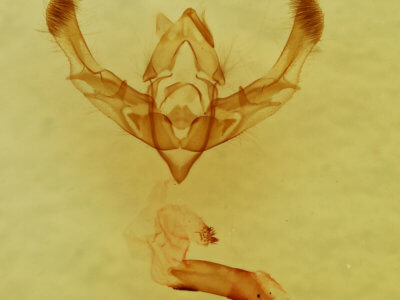 genitalia view of adult Chytonix  sensilis